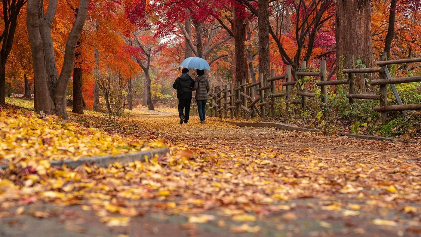 단풍길을 천천히 걷는 것도 근육통이 있는 날 좋은 회복 운동이에요 (Photo: chulmin1700 / Pixabay)
