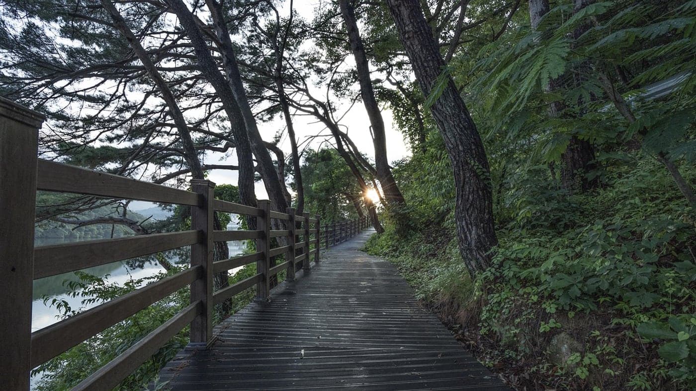 Walking slowly on a soft dirt or wooden path suits recovery week (Photo: Big_Heart / Pixabay)